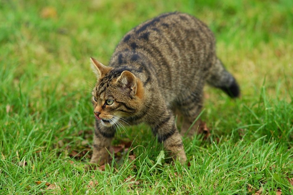 Los gatos asilvestrados se han convertido en un problema para la conservación de especies nativas en las islas / Peter Trimming - Flickr