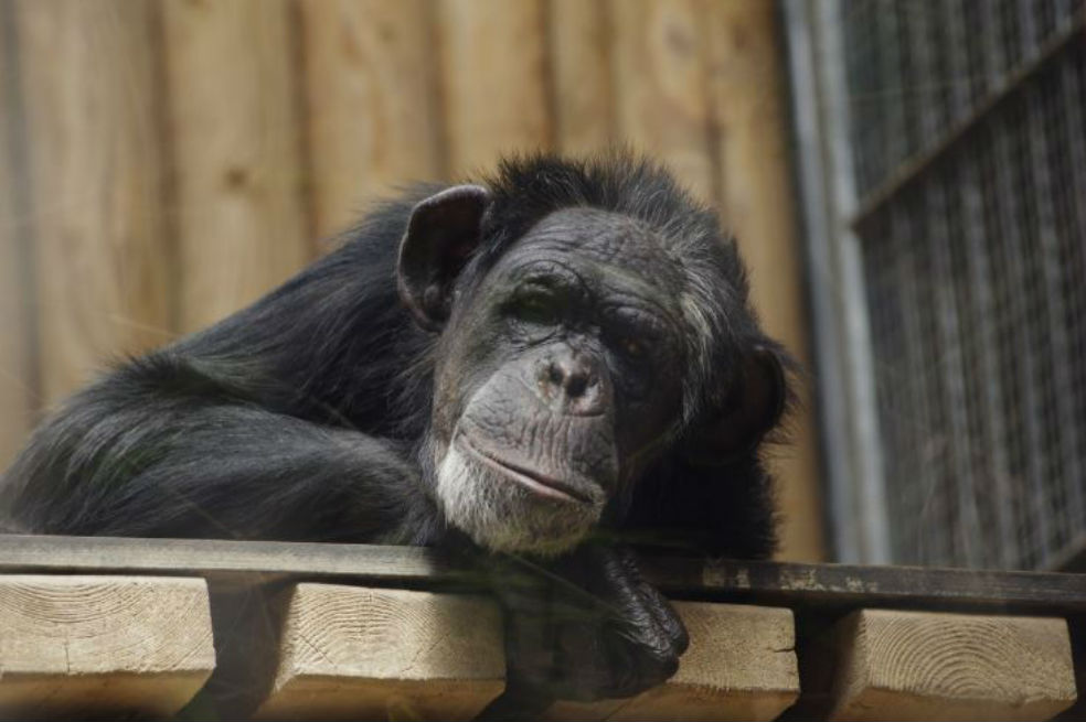 Reserva de chimpancés financiada por el Banco Mundial amenazada por hidroeléctrica