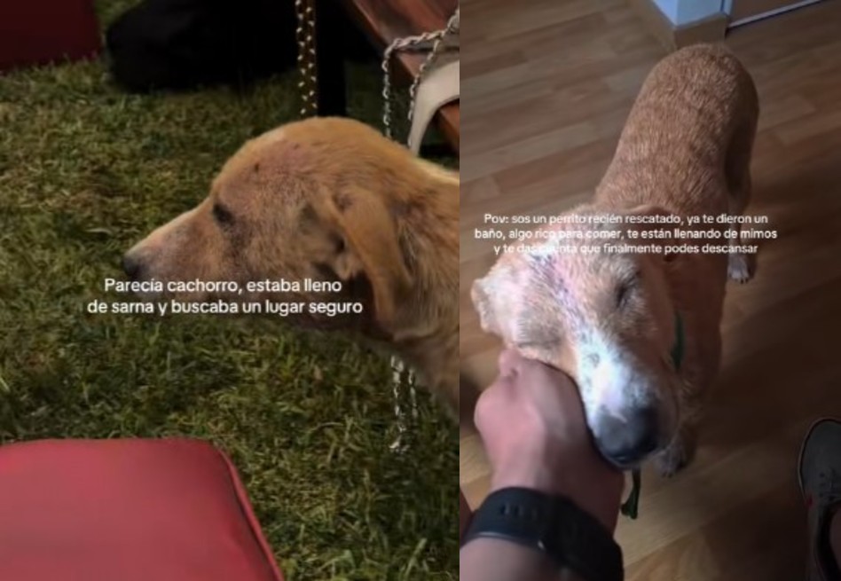Felices por siempre: Beldi, el perro que fue rescatado el día de una boda (video)