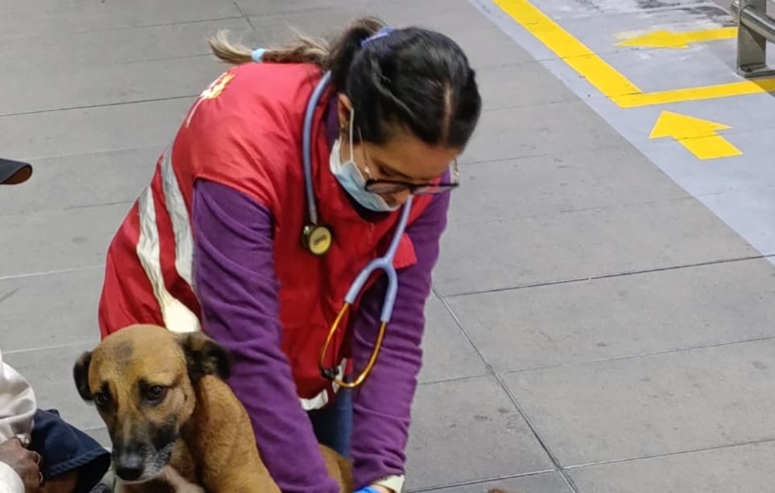 Rescatan en Transmilenio a una perra explotada para pedir dinero