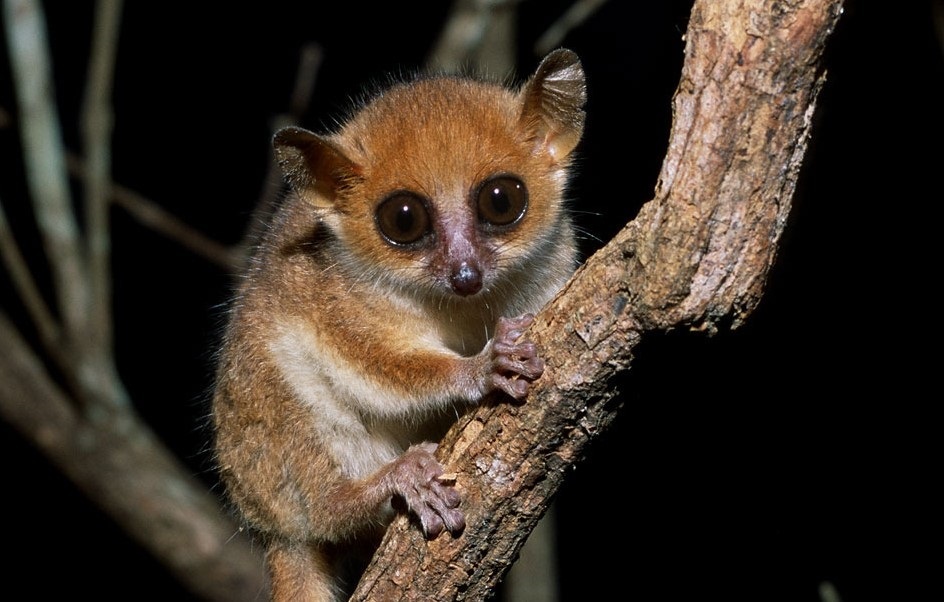 La lista de los 25 primates en mayor peligro de extinción