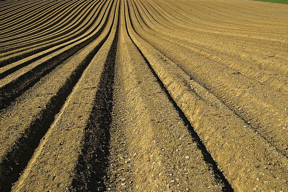 Si se restauran el 15% de las tierras se evitarán el 60% de las extinciones