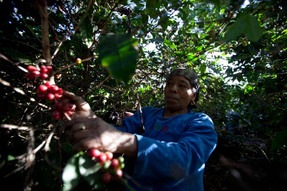 Producción de café en Colombia subió un 8%