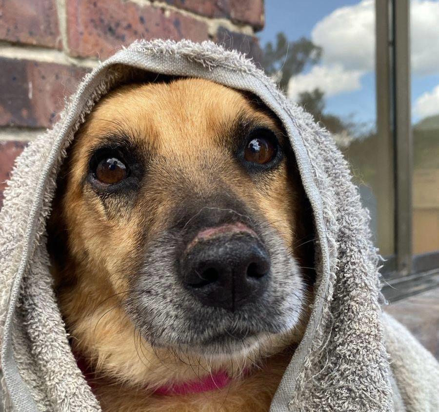 Caramelito fue rescatado de la calle y lleva dos años esperando una familia que lo adopte