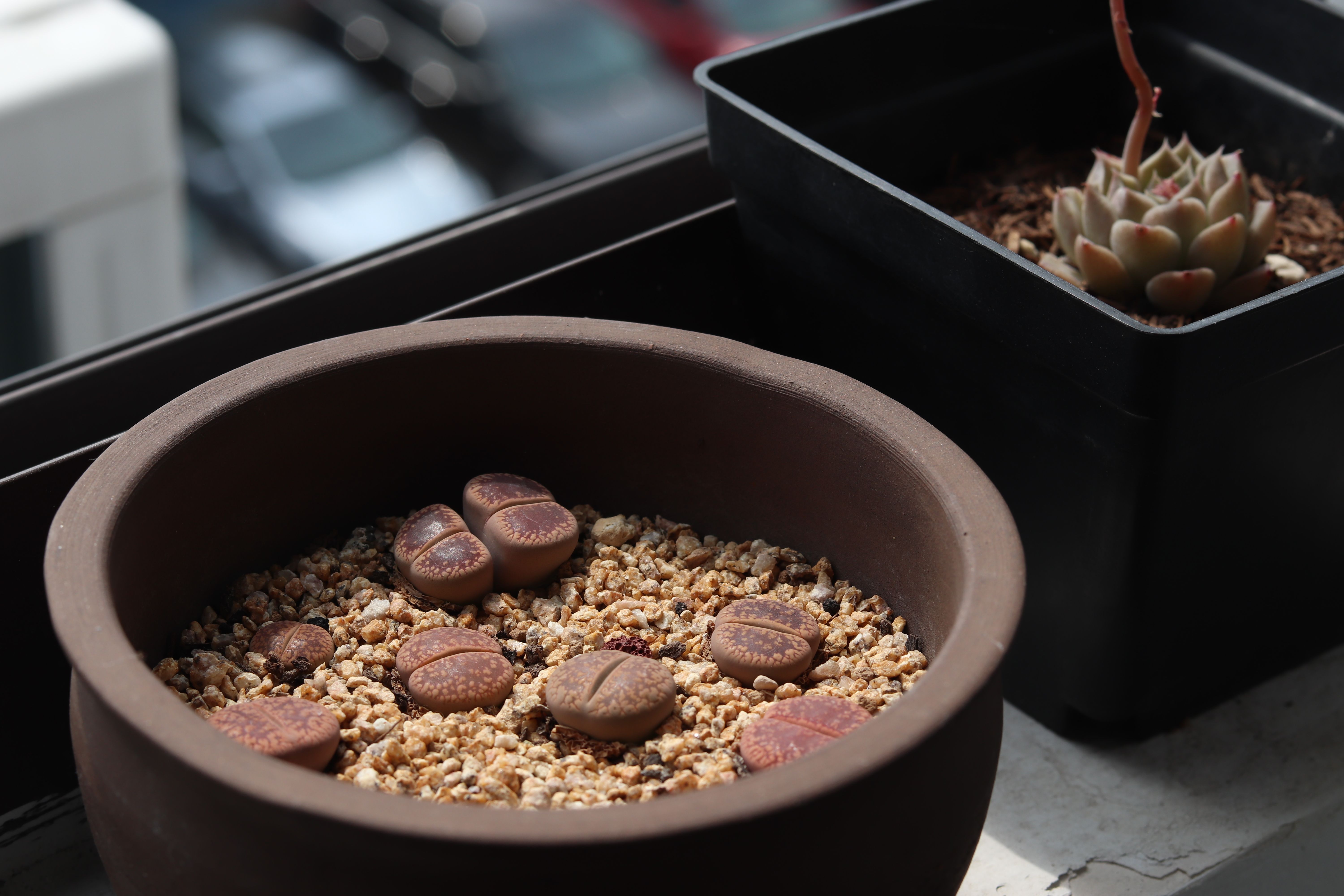 Los Lithops, conocidos como “piedras vivas”, son unas de las suculentas más curiosas de la naturaleza: su forma, colores y patrones les permiten camuflarse entre las rocas de los desiertos de Namibia y Sudáfrica. Sus hojas carnosas almacenan agua para resistir largos periodos de sequía y, cuando florecen, sorprenden con pequeñas flores blancas o amarillas que aparecen entre sus hojas.