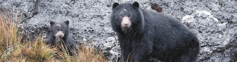 El oso andino es el referente de este ecosistema. / Gabriel Eisenband
