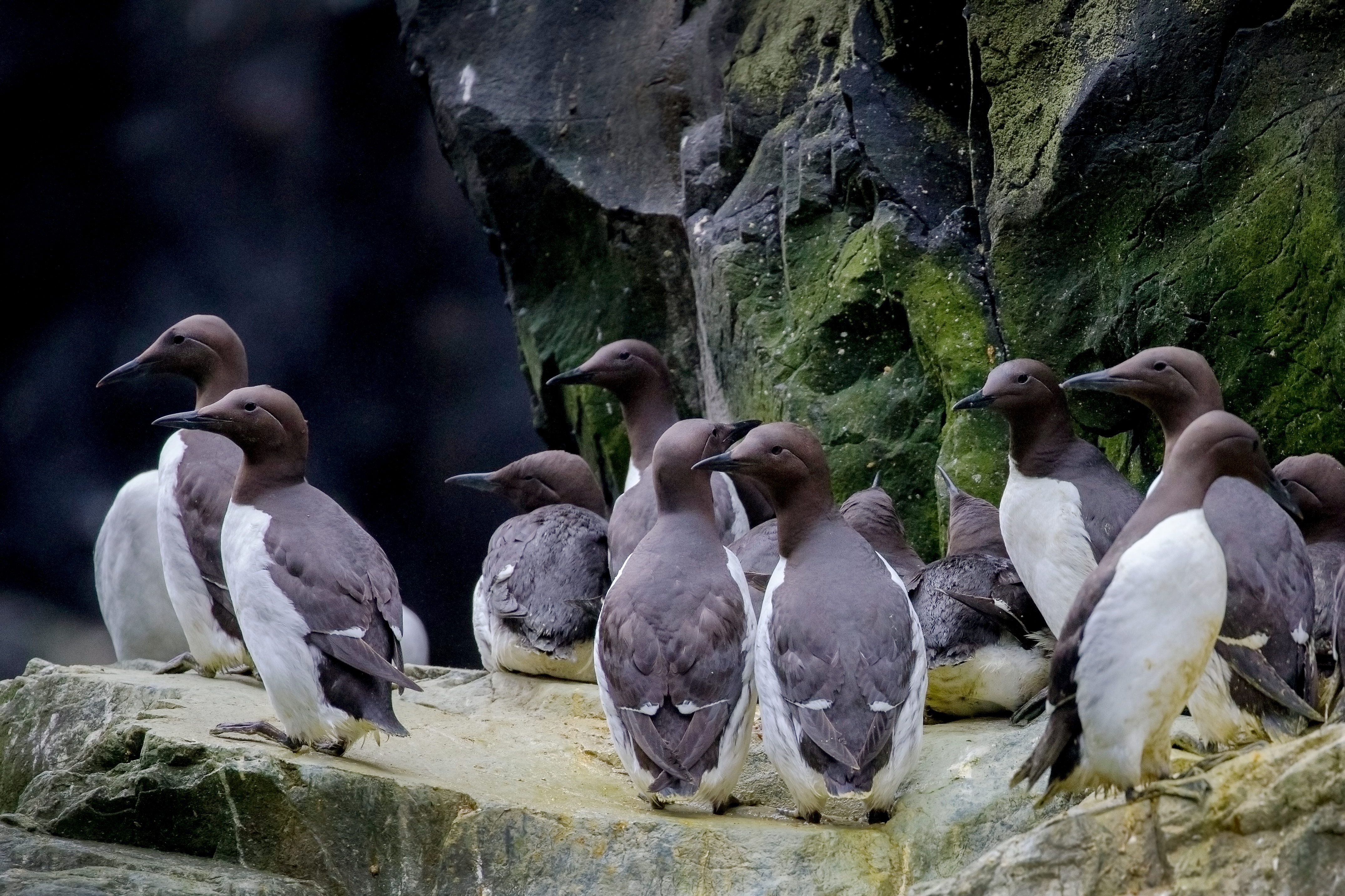 Un grupo de araos comunes en el borde de un acantilado en el Refugio Nacional Marítimo de Vida Silvestre de Alaska. /Refugio Nacional Marítimo de Vida Silvestre de Alaska