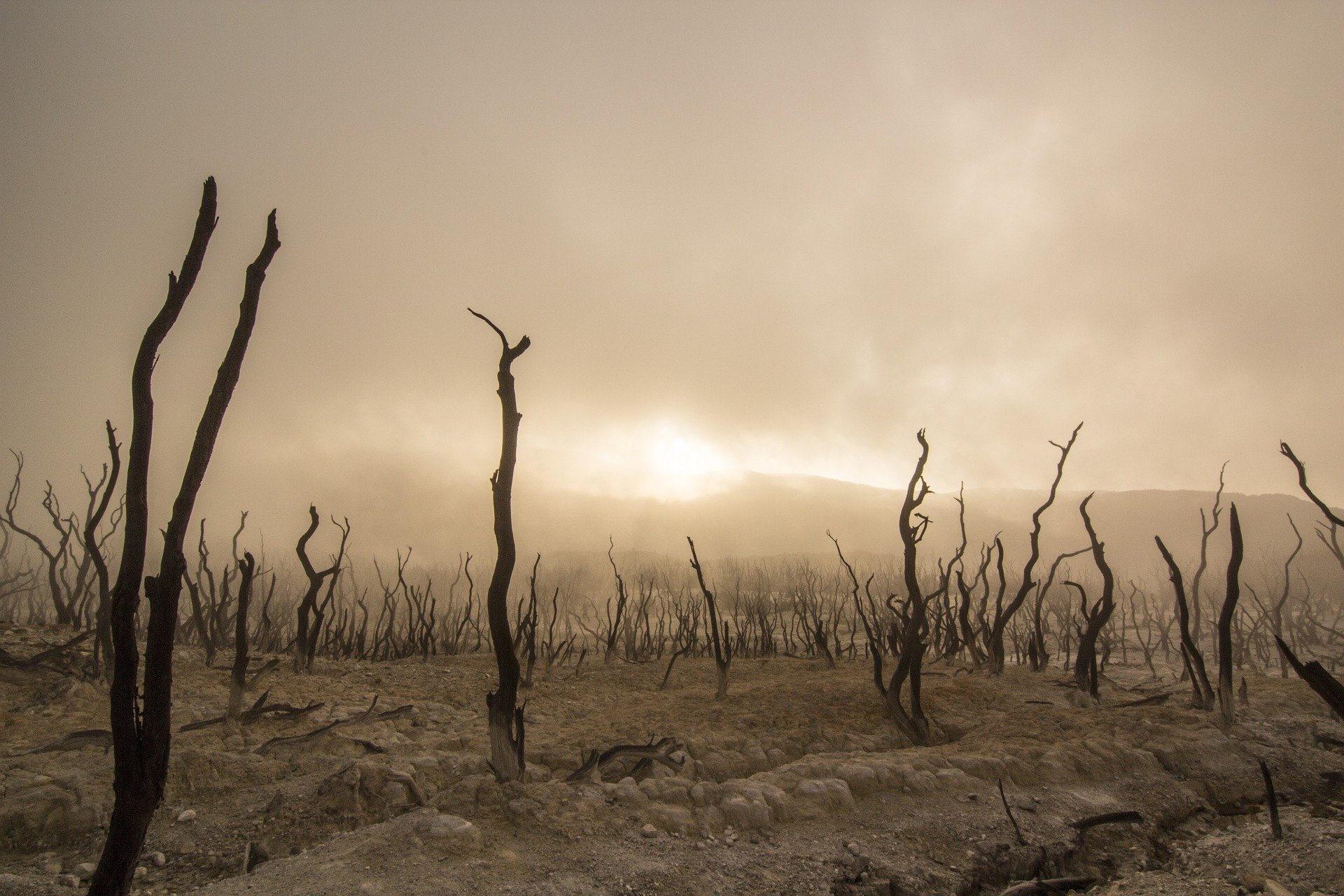 La ONU urge al mundo a restaurar mil millones de hectáreas de tierra degradada