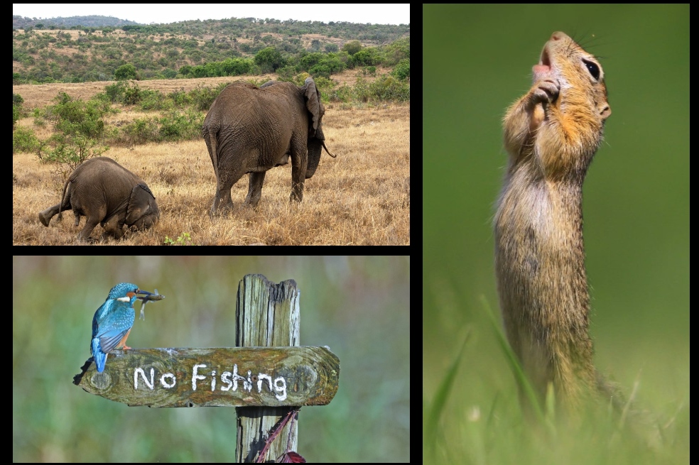 En fotos: algunos de los finalistas de Comedy Wildlife Photography Awards 2020