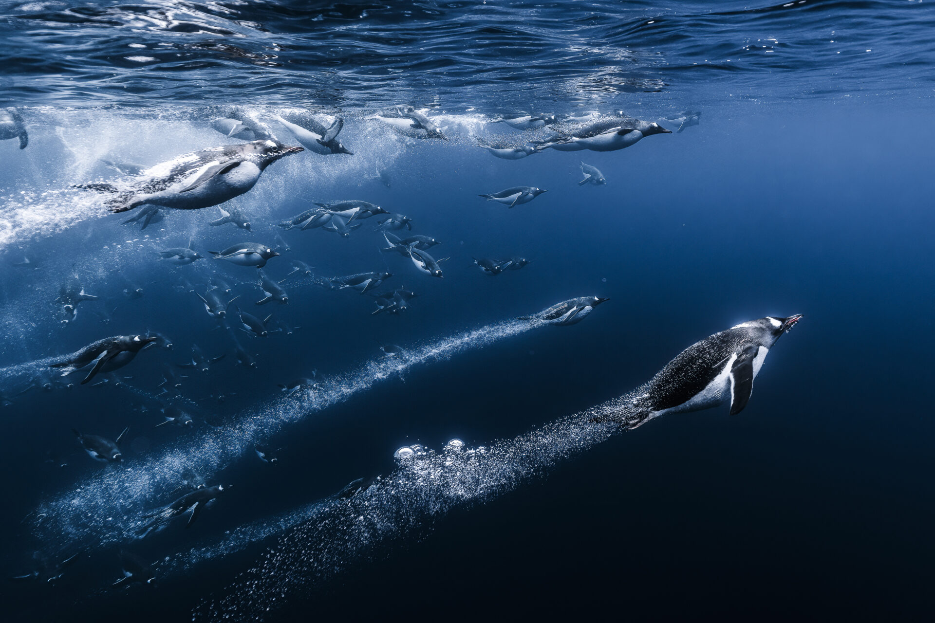 “Es increíble lo rápido que los pingüinos gentú son capaces de construir una colonia durante el verano austral en la península Antártica”, afirma Barats. “Port Charcot suele ser un buen lugar para ello. Esta bahía protegida, rodeada de montañas e icebergs, es una base perfecta para los pingüinos papúa. Anclamos nuestro velero en esta bahía durante tres días, cerca de la colonia. Nos metimos en el agua todos los días para disfrutar del espectáculo de estas aves tan curiosas, que se acercaban a observarnos una y otra vez. Torpes en tierra, estas aves son rápidas y ágiles en el agua”.