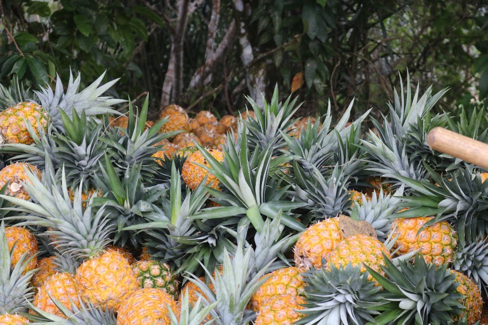 En Casanare se produce piña de exportación