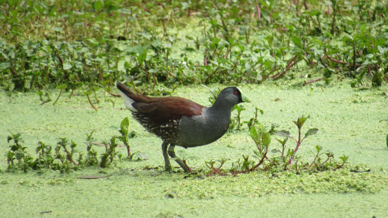 Especies de aves del río Bogotá están en amenaza por transformación de su hábitat