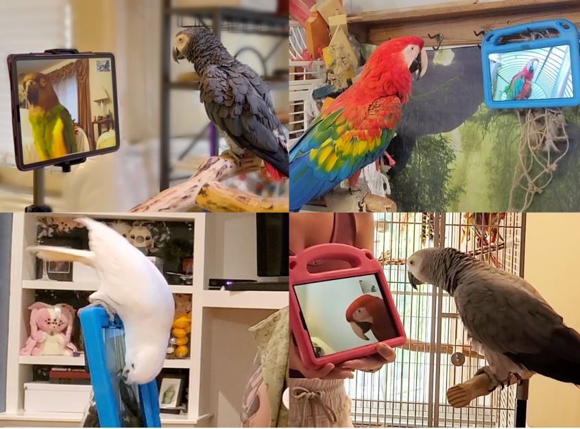 Un experimento puso a loros a hacer videollamadas entre ellos: ¿para qué?