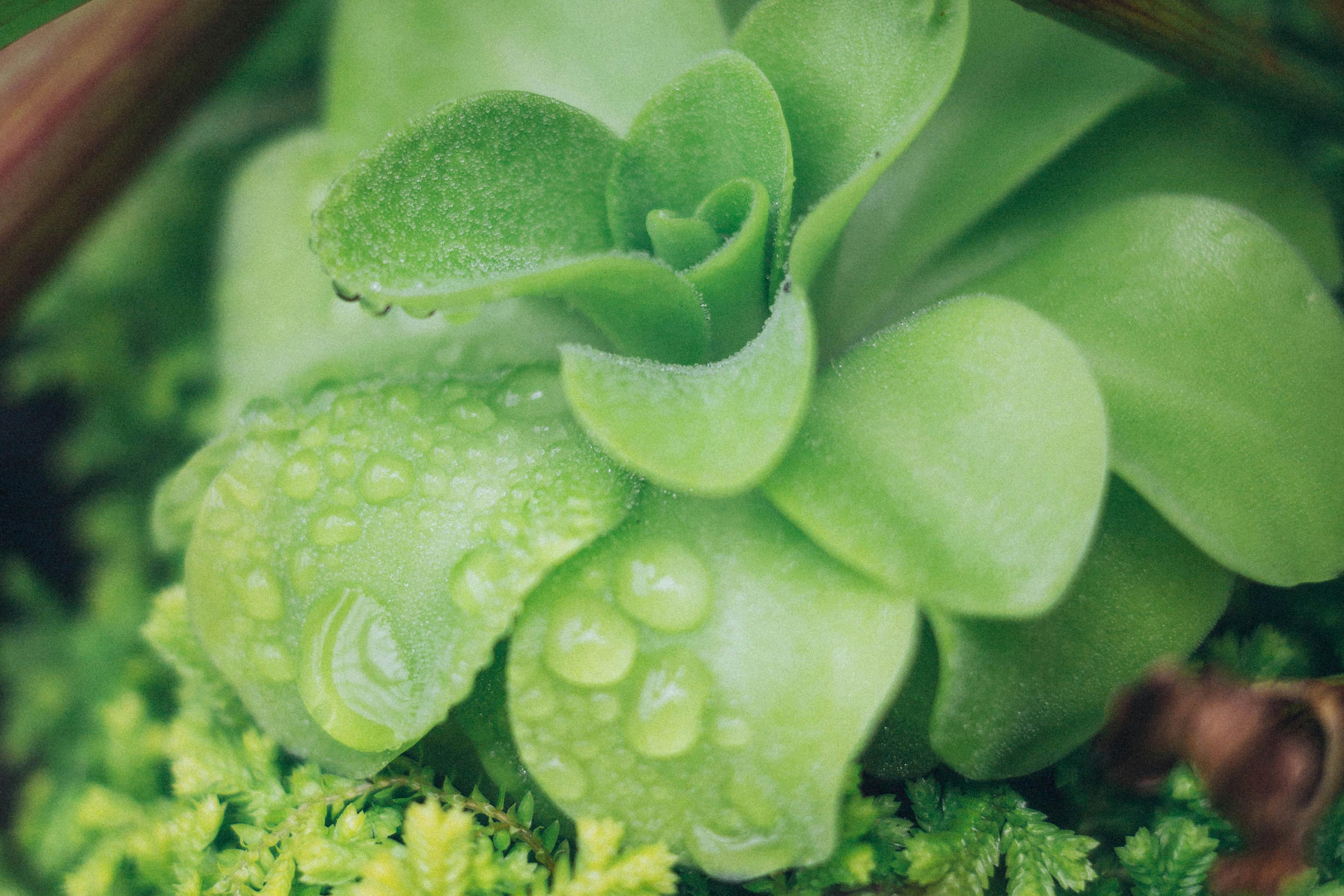 La Pinguicula, también conocida como hoja suculenta o grasilla, es una planta carnívora que atrapa pequeños insectos mediante sus hojas cubiertas de una sustancia pegajosa, de las cuales obtiene gran parte de los nutrientes que necesita. Para crecer sana, requiere abundante luz indirecta, temperaturas moderadas, humedad ambiental, un sustrato ligero y pobre en nutrientes y evitar el uso de fertilizantes, ya que es sensible al exceso de sales minerales.
