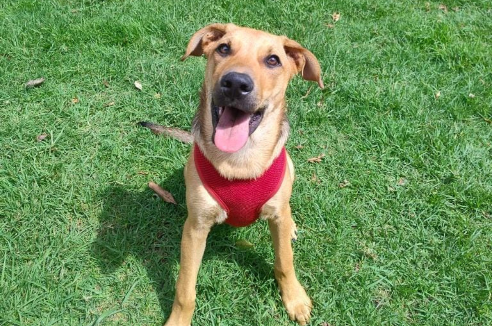 Este pequeño guerrero venció el abandono y ahora necesita un hogar en Bogotá