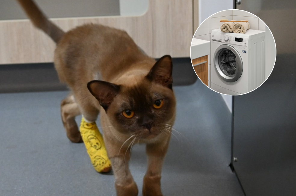 Pablo, el gato que sobrevivió casi una hora dentro de una lavadora encendida