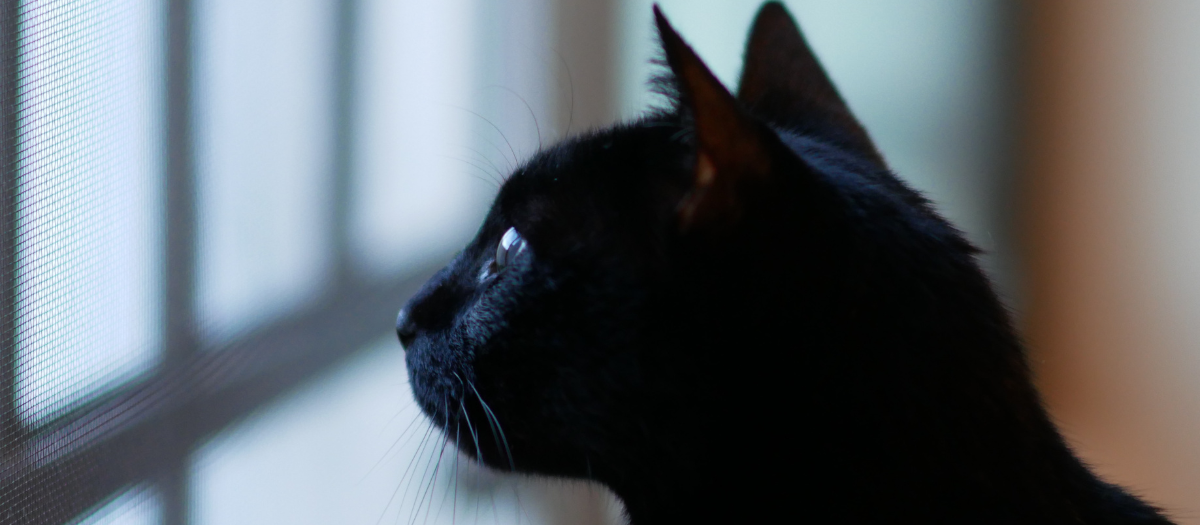 ¿Qué raza de gato es el negro?