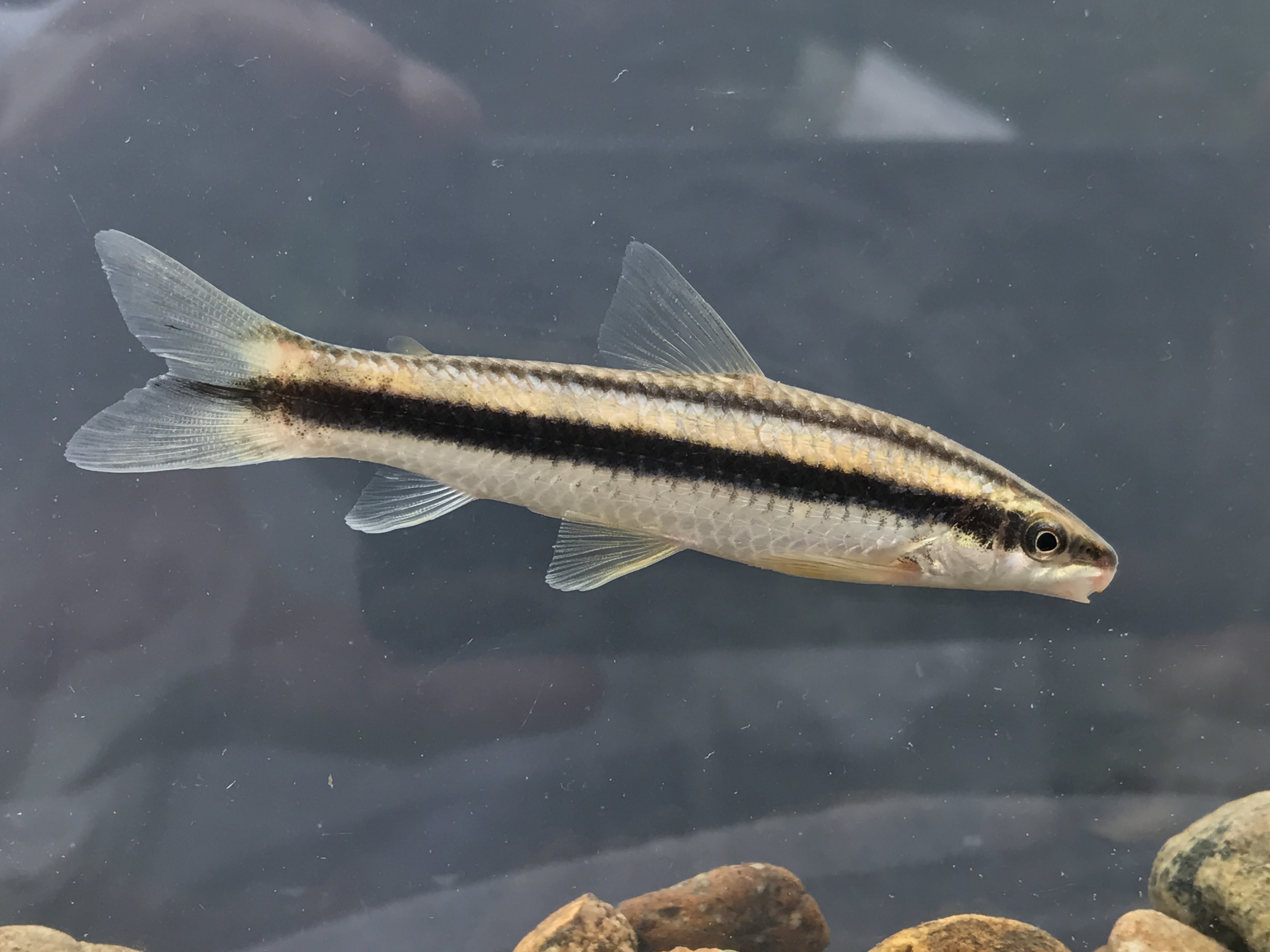 Científicos elaboraron el listado completo de los peces de agua dulce de Colombia