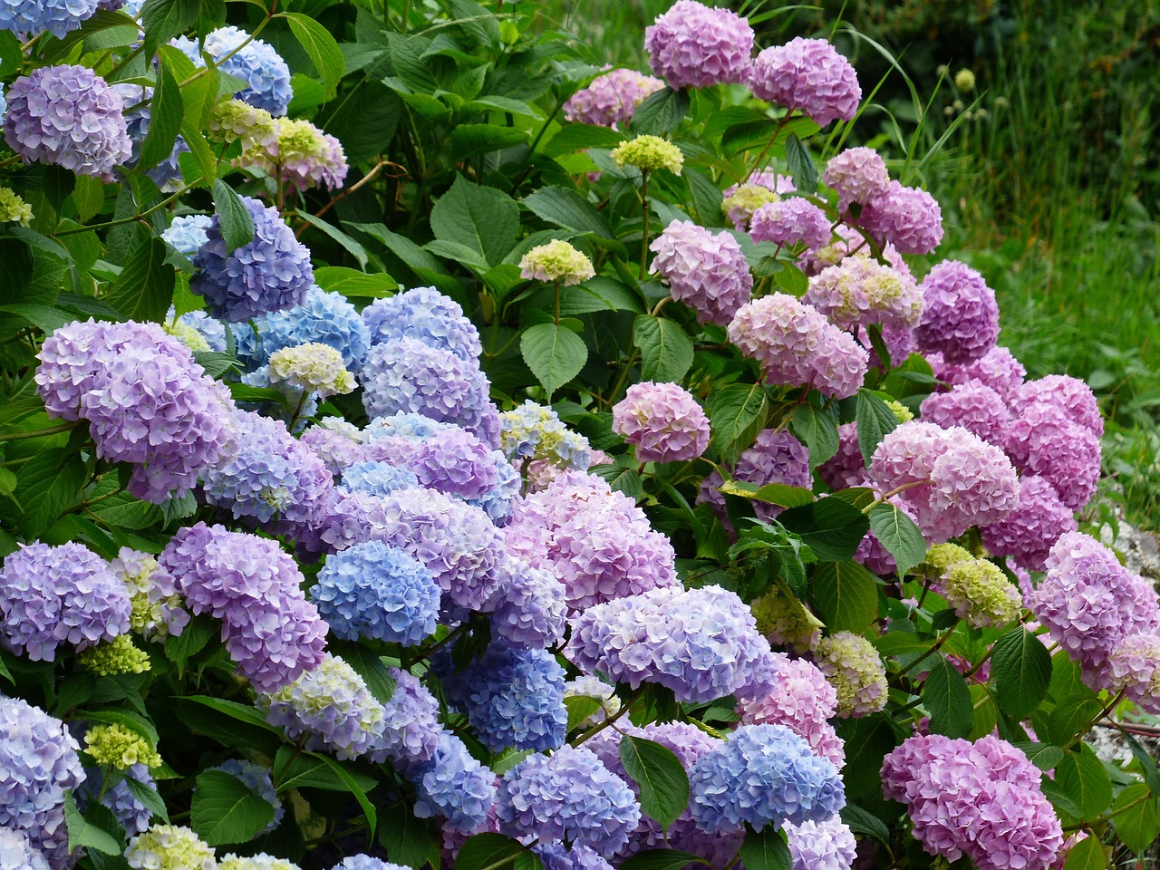 Hortensias: variedad, color e intensidad en pequeños ramos