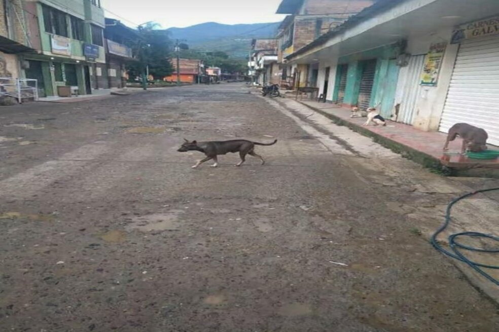 Gobernación del Cauca anuncia mesa técnica para atender desplazamiento en Argelia