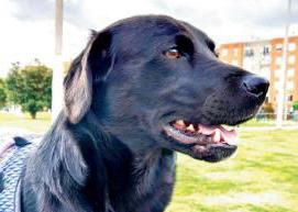 Buscan a Pascal, perro perdido en el sur de Bogotá: ¿lo ha visto?