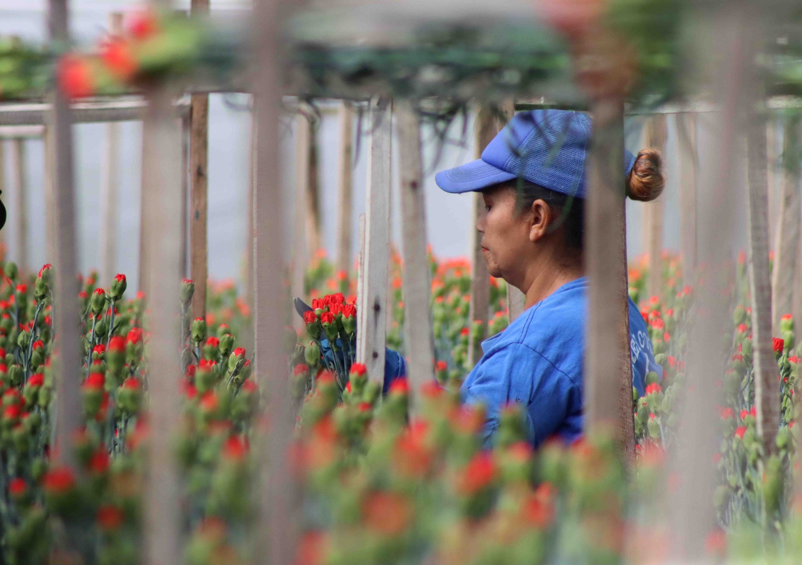 Regalar flores: movimientos económicos y símbolos culturales