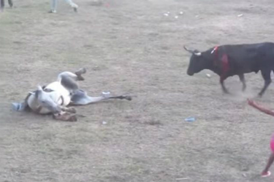 Escándalo en Sucre por ataque a un caballo en corralejas