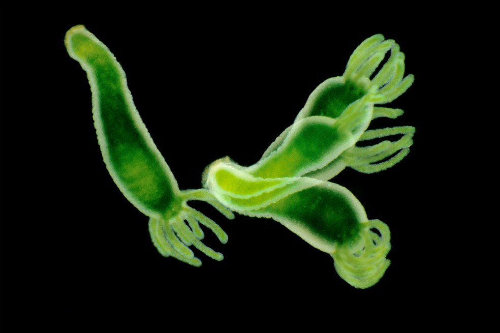 “Green Hydra Multi Exposure” de Heather Angel, tercer puesto en Micro.