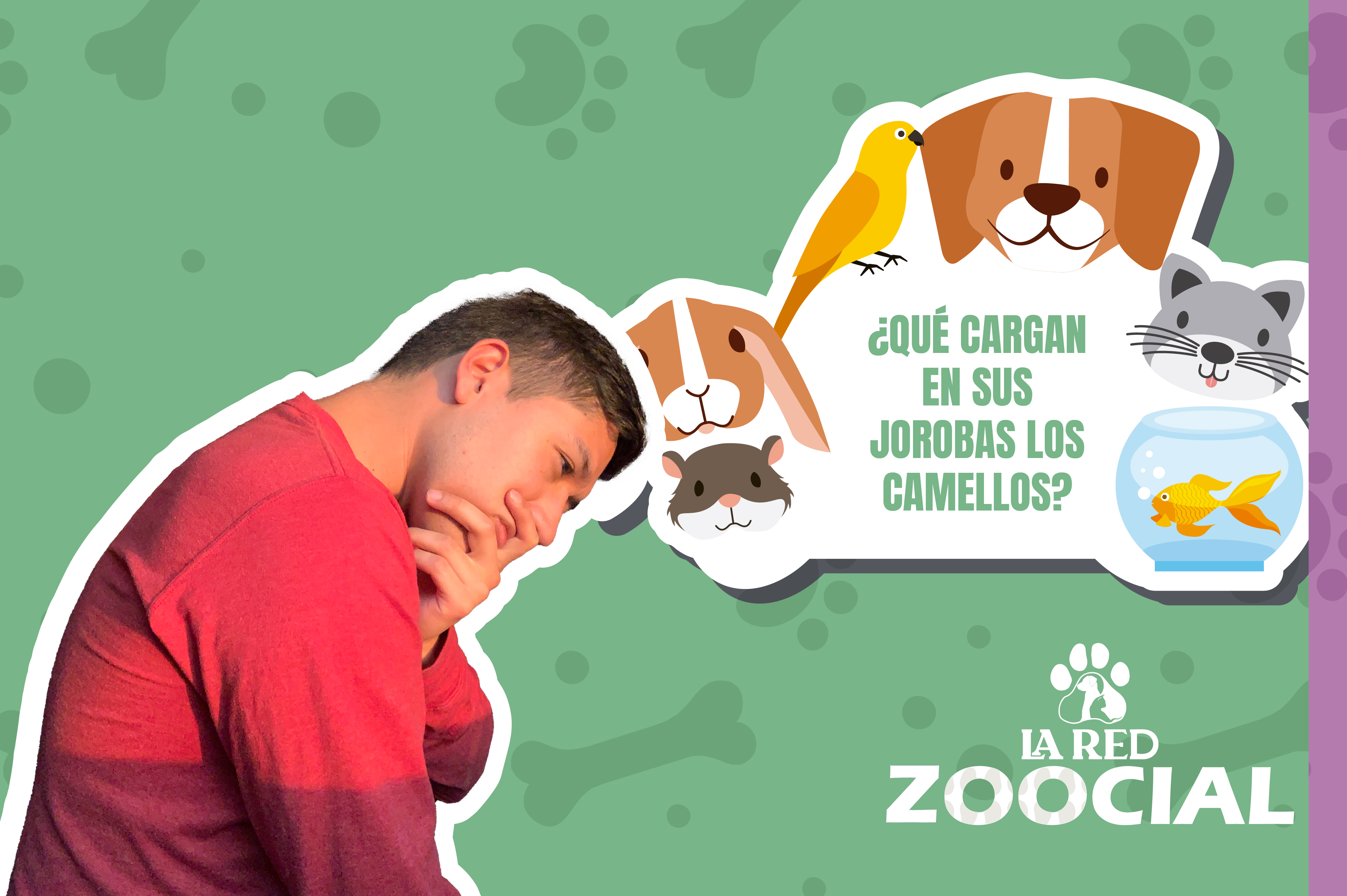 (VIDEO) Los camellos no cargan agua en su joroba