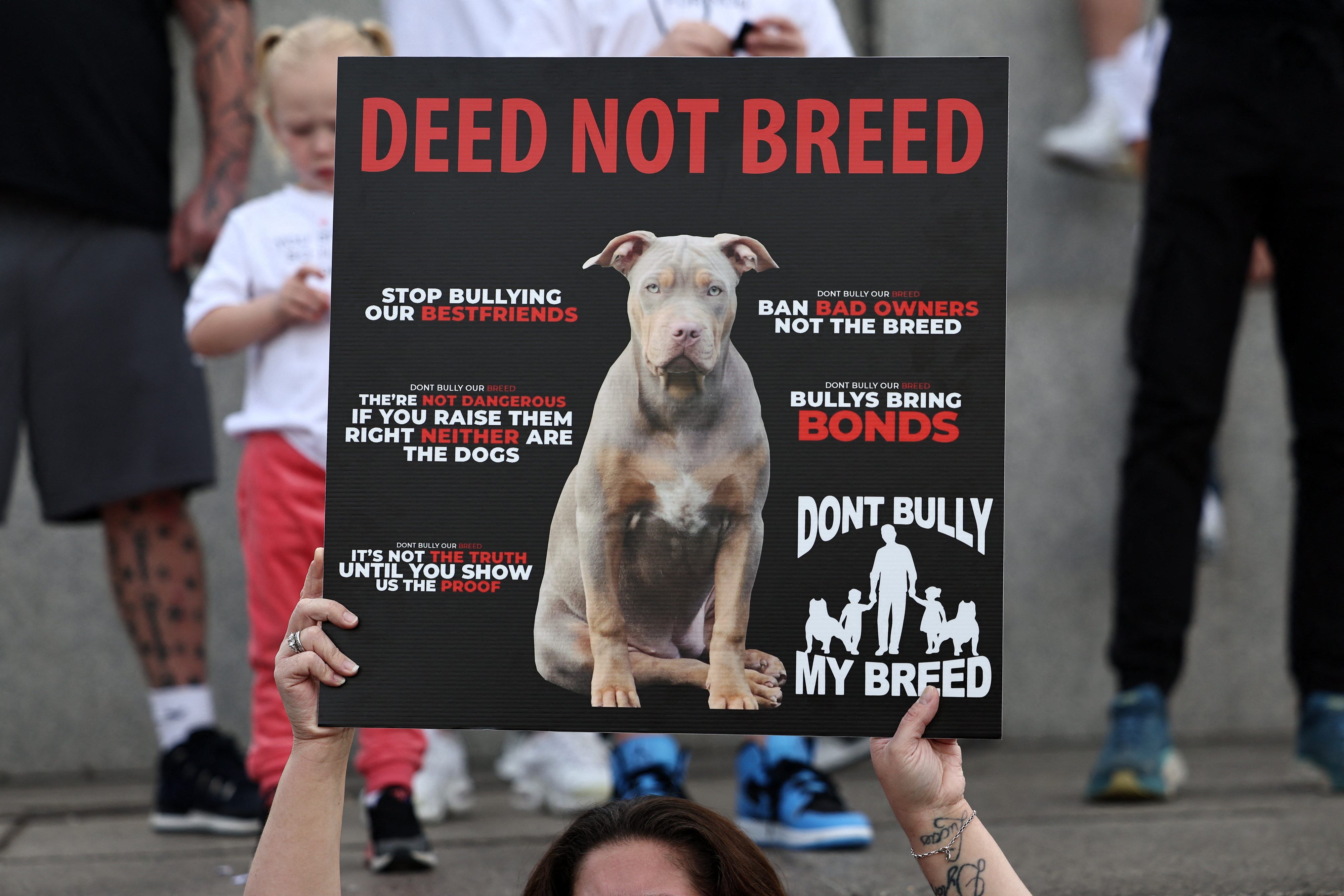 American Bully XL: los perros que están sacrificando en Reino Unido
