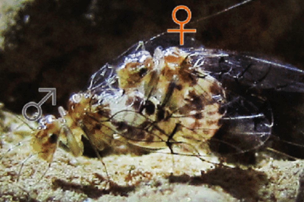 Así funciona el pene de una hembra de insecto de Brasil