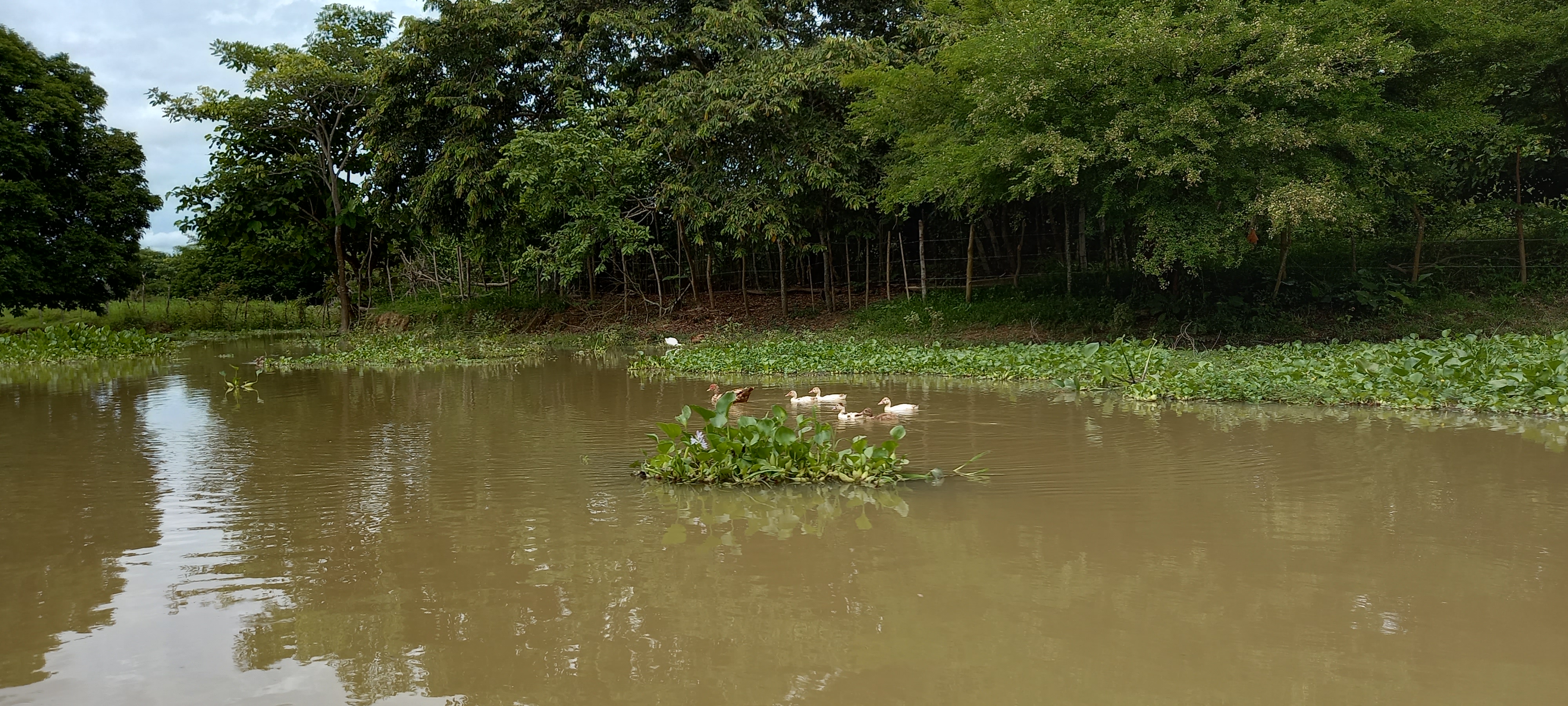 Manatí del Caribe, la especie que necesita la conservación de la ciénaga de Ayapel
