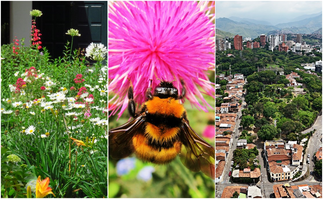 Los senderos que crearon en Bogotá y Cali para proteger la biodiversidad