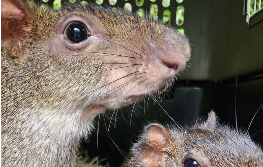 23 guatines vuelven a casa: “Es gratificante llevar a su hábitat a cualquier especie”