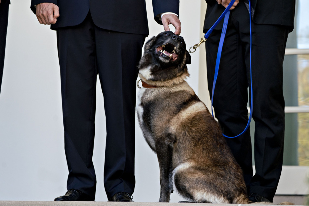 Industria de mascota se fortalece con $150 millones a través de a2censo