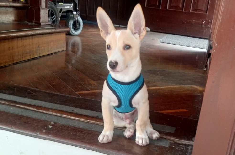 Conce, un perrito rescatado, encontró su nuevo hogar en el Concejo de Pereira
