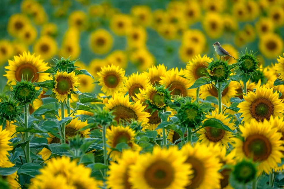 Categoría de 11 a 14 años: Andrés Luis Domínguez Blanco, de España, captó cuando una curruca que canta a pleno pulmón en medio de unos girasoles.
