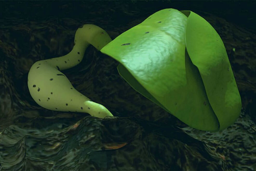 Científicos chinos aseguran que germinó la primera planta en la Luna