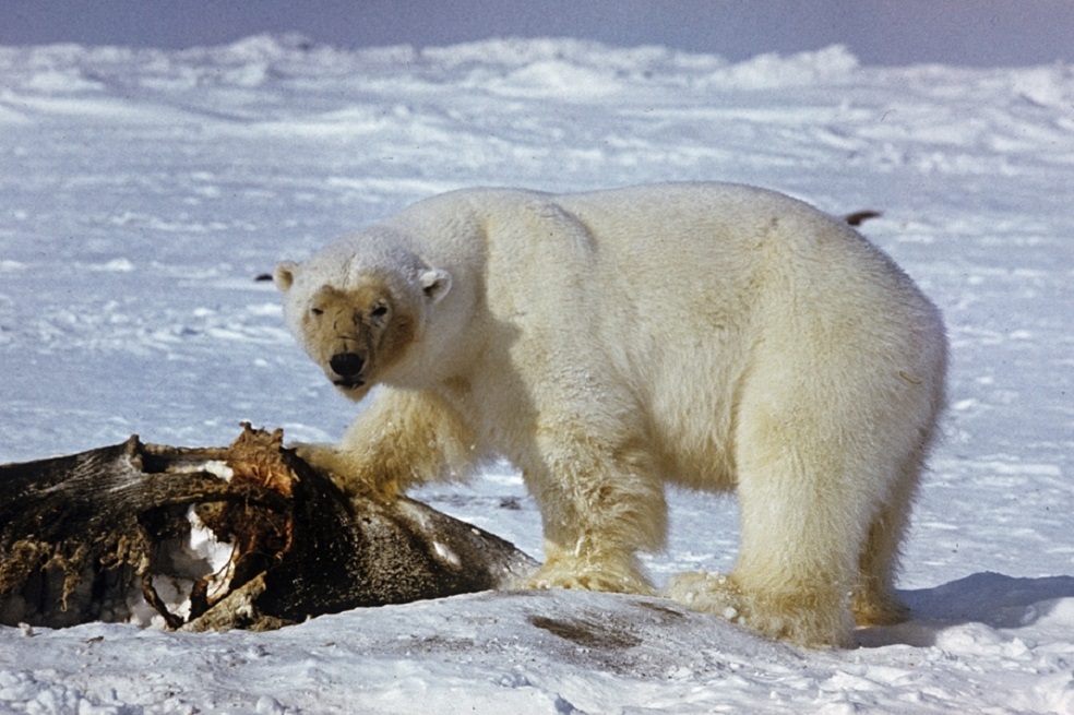 El nivel de mercurio en los osos polares disminuye debido al cambio climático