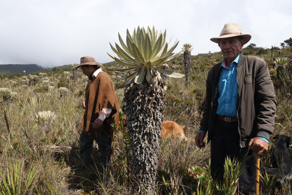 Los 37 complejos de páramos de Colombia suman cerca de tres millones de hectáreas del territorio nacional; el 3% del continente.
