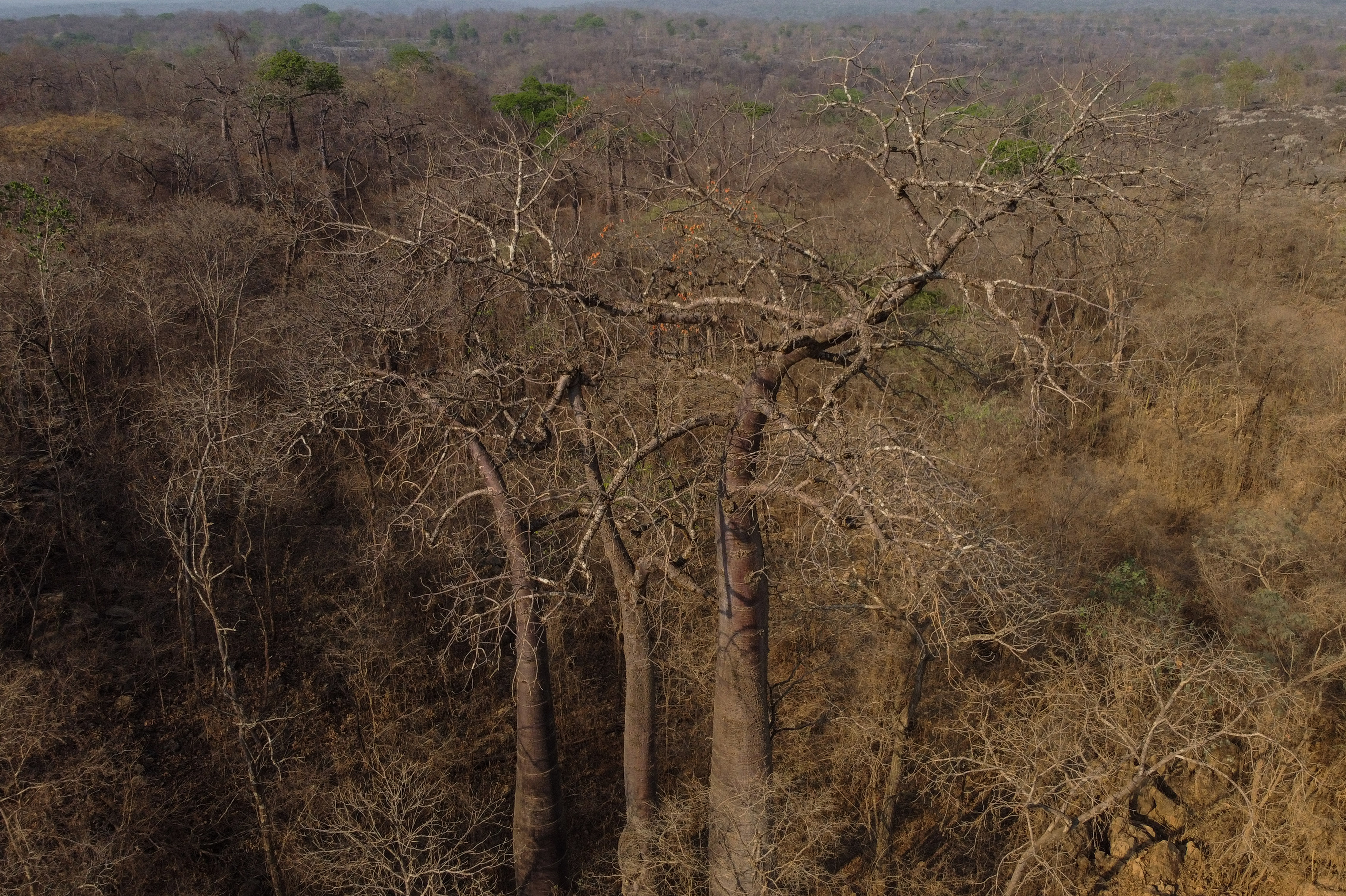 (FILES) Aerial view of dry vegetation in the Cerrado (savanna), in Sao Desiderio, western Bahia state, Brazil, taken on September 26, 2023.