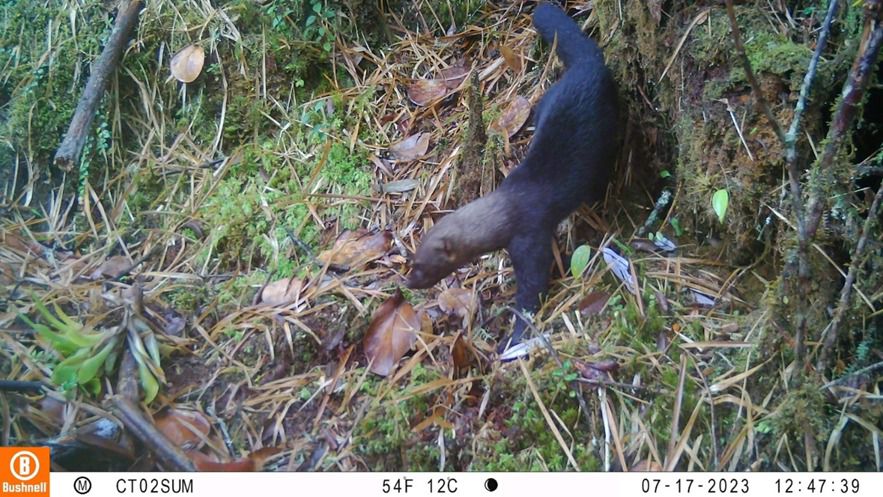 Las sorprendentes especies de fauna que fueron vistas en Sumapaz