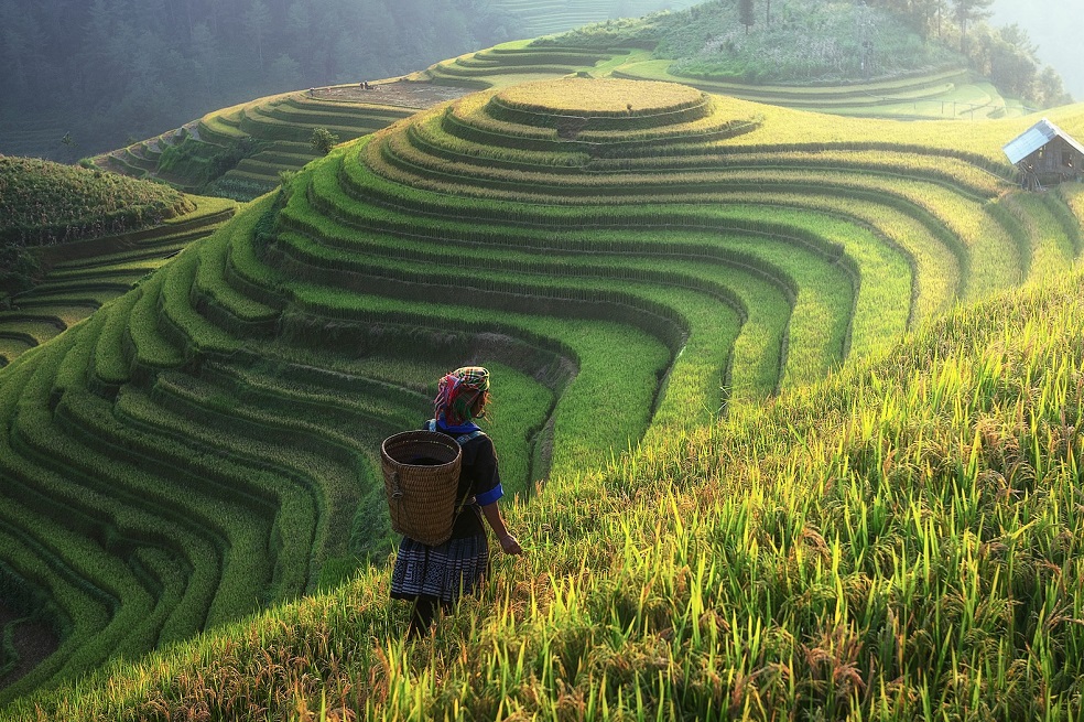 Científicos logran que millones de chinos potencien sus cultivos sin tantos fertilizantes