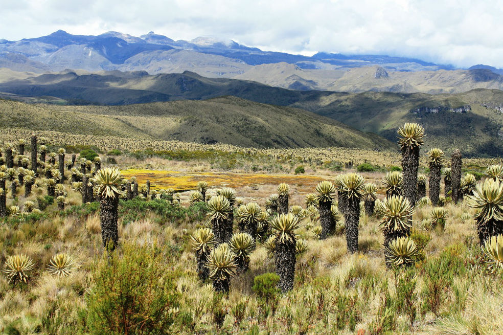 Procuraduría pide que los páramos sean declarados Patrimonio Natural