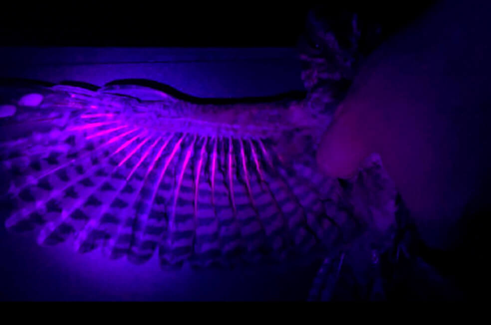 Las aves podrían comunicarse con fluorescencia de sus plumas