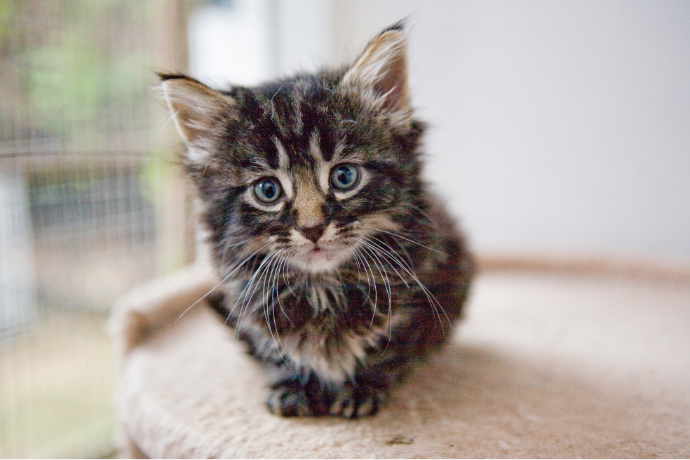 5 consejos para adoptar una mascota