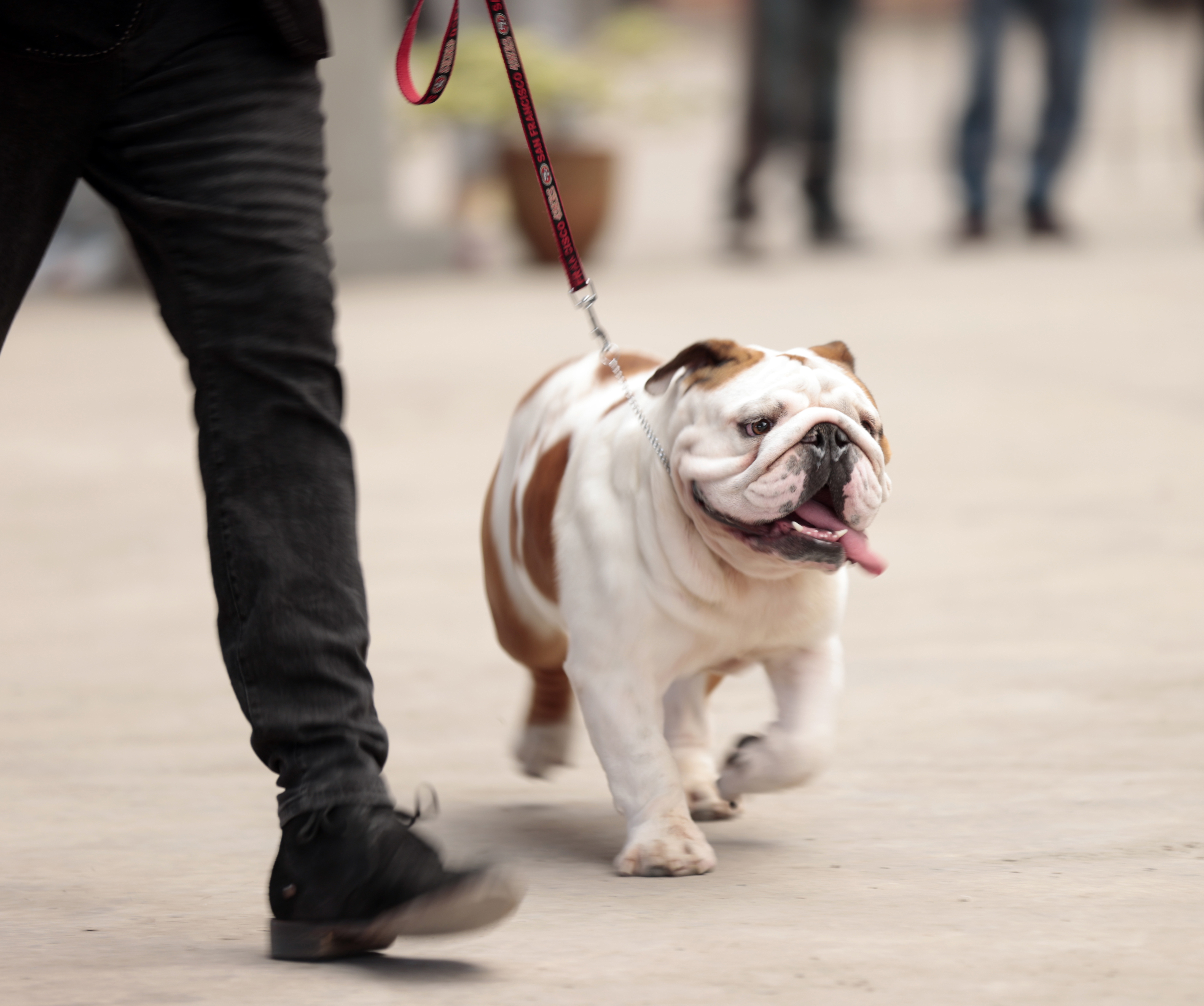 ¿Pueden los gatos y los perros detectar el cáncer?