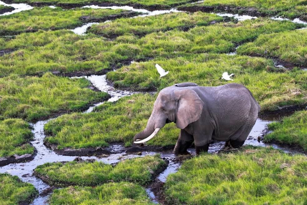 Safaris virtuales, una ventana a África en tiempos de confinamiento