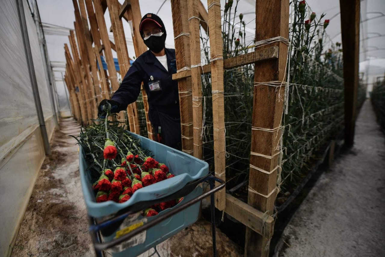 Trabajo en cultivo de flores.