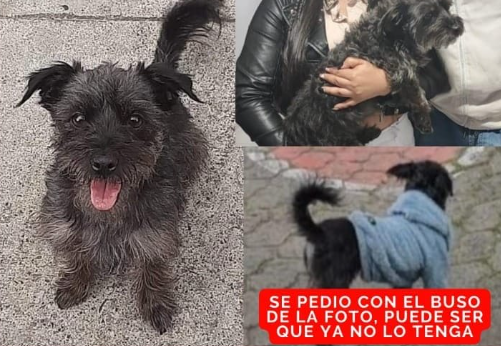 Perrita grisácea es recogida por los demás.